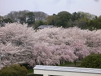 校庭の桜　スナップ
